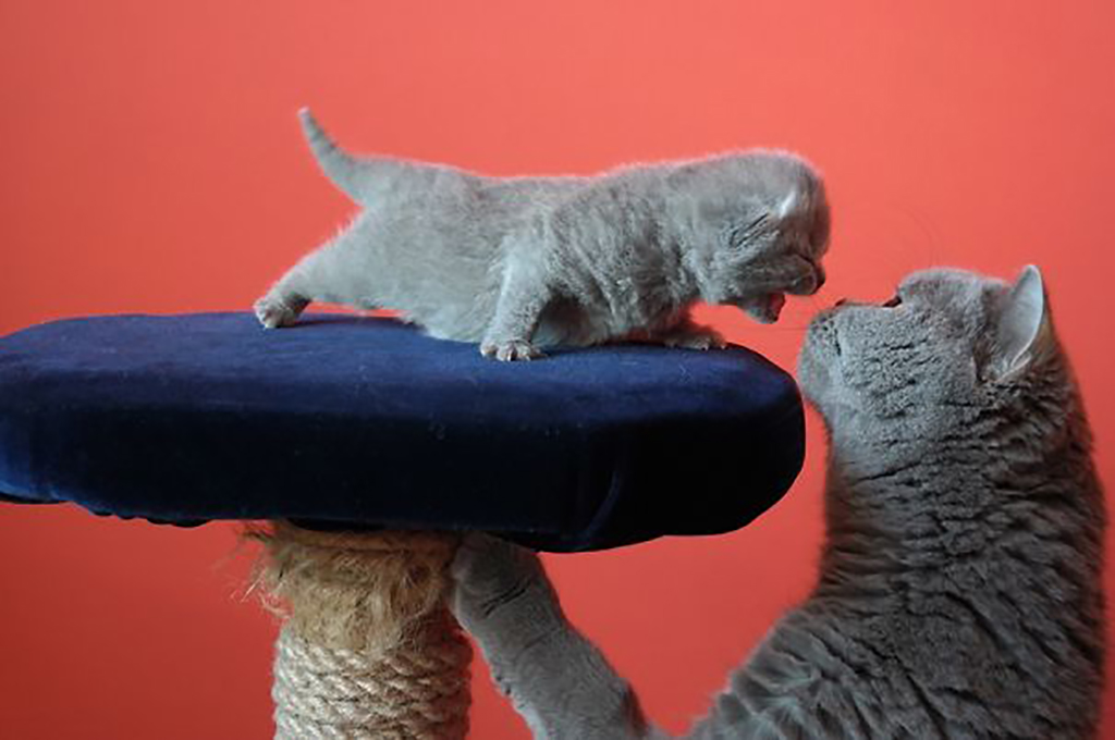 Kitten whining at mother 