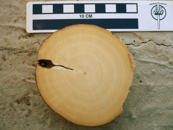 Cross sectioned tusk with growth rings, which can be used to determine the age of specimens. synchroswimr”/Stacy, CC BY 2.0