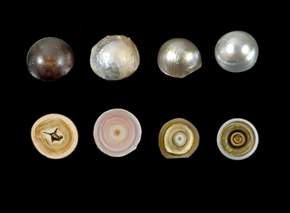 pearls cut in half