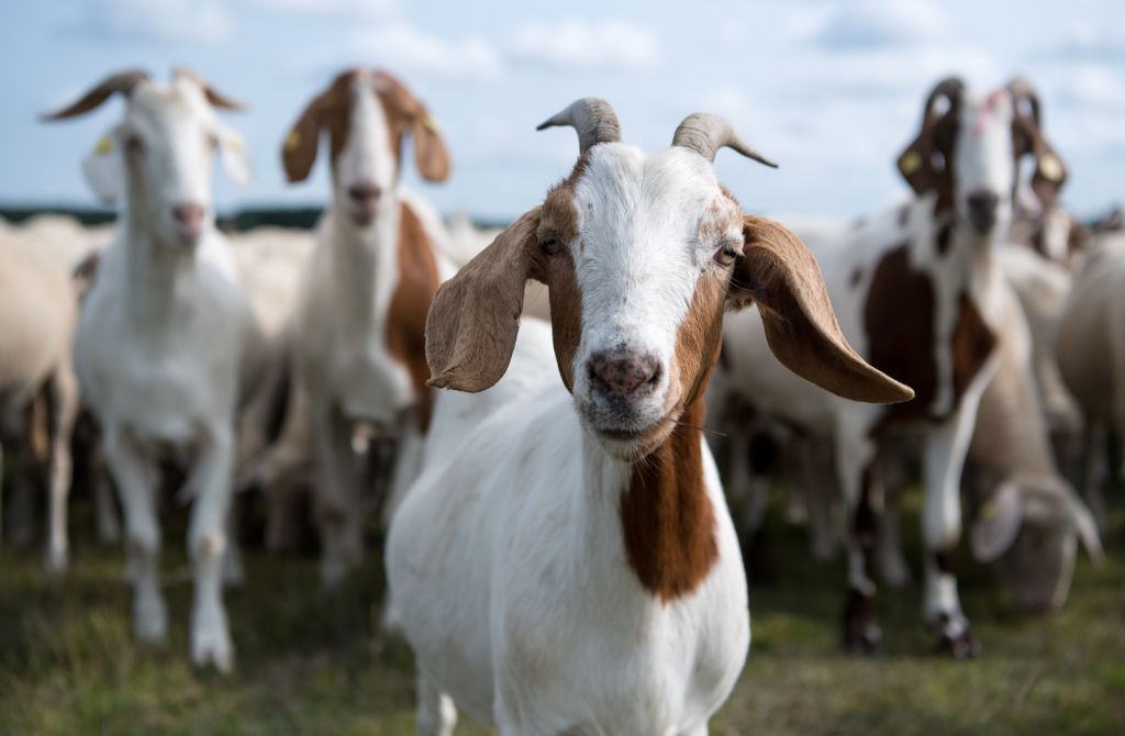 GettyImages-1024899514