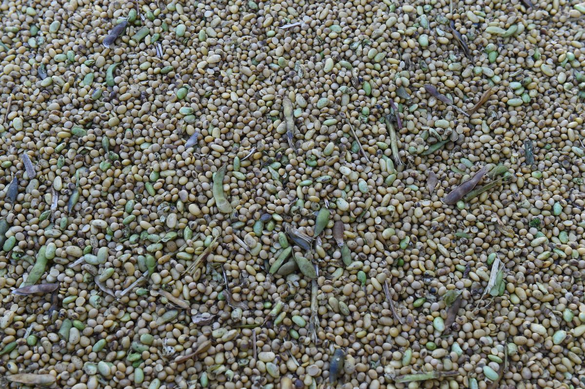Harvested soya beans are pictured in an agricultural trailer.