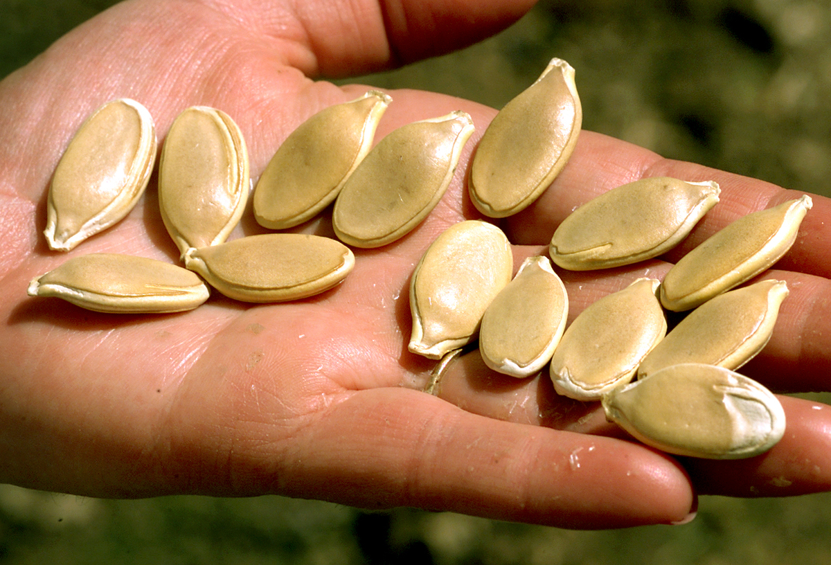 Woman holds pumpkin seeds that she is going to plant in her garden at home.