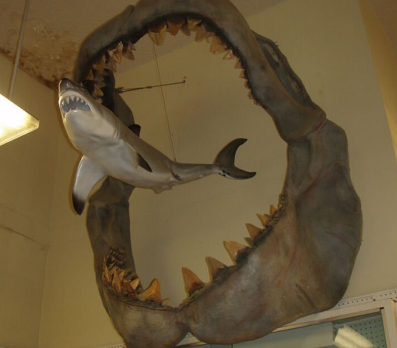 greta white shark smaller than a megladon's mouth
