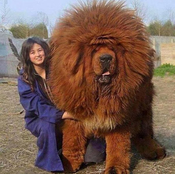 big-fluffy-dog