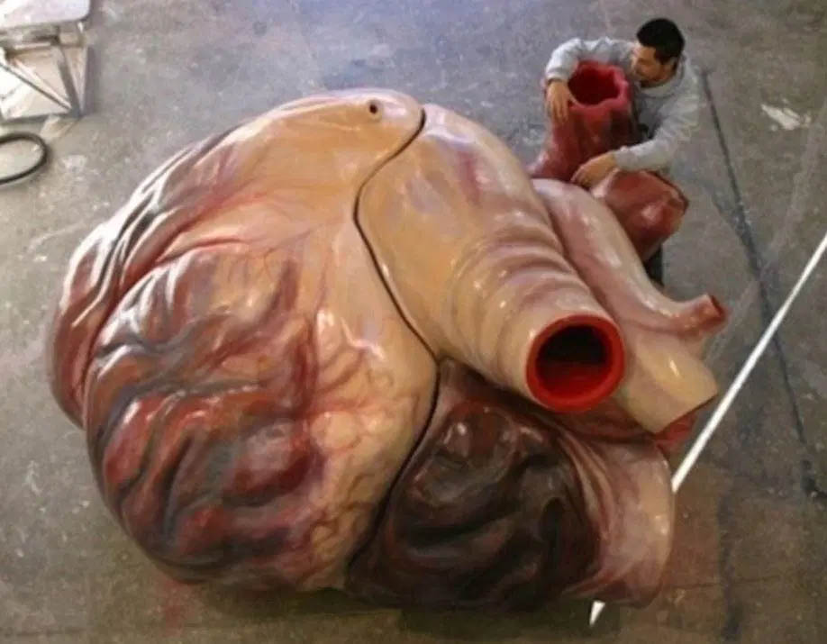 blue whale heart next to human 