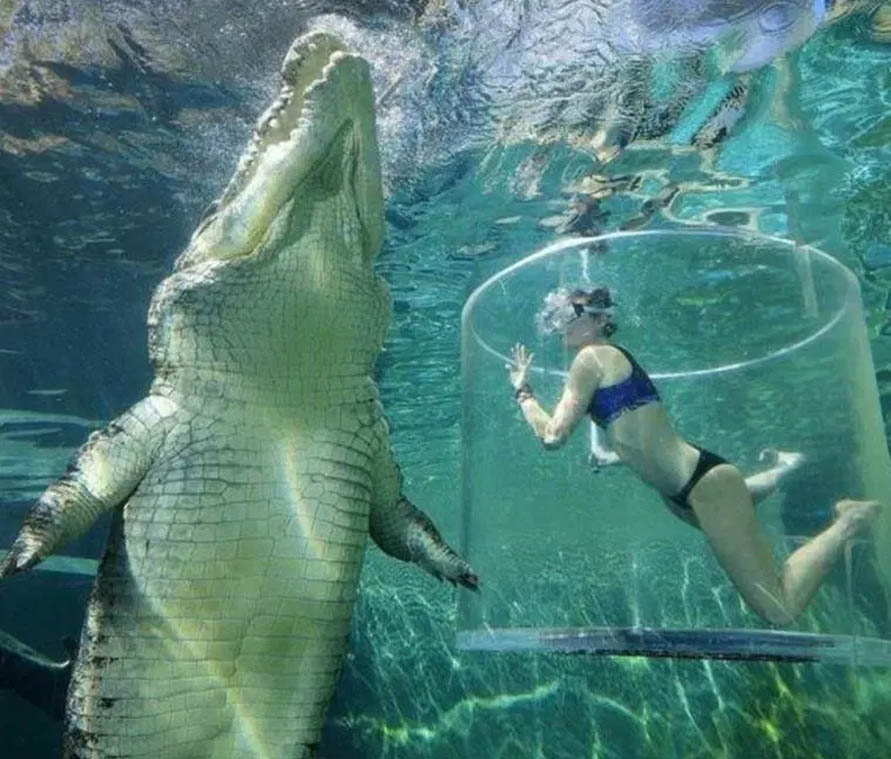 croc with lady 