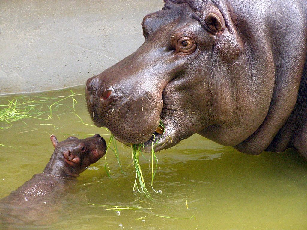 hippo-mama-baby