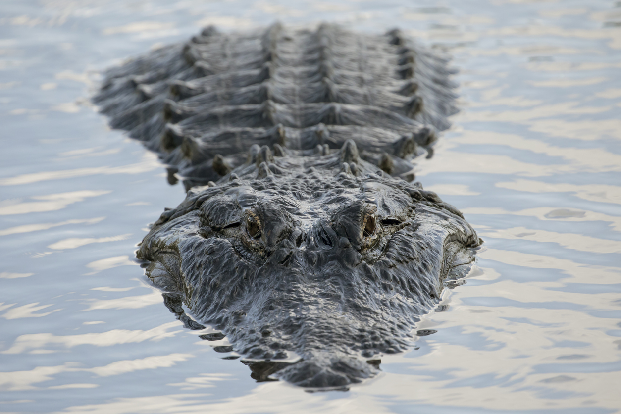 The American Alligator is the only species from the family
Alligatoridae that is native to the United States. 