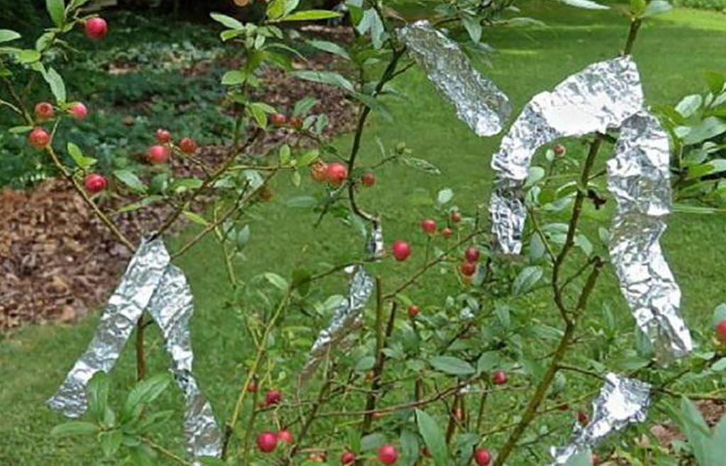 Strips of aluminum foil on fruit tree 