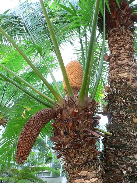 Now cones from both male and female Cycads have appeared, something which has never been recorded as happening before in the UK human history. Raul654 CC BY-SA 3.0