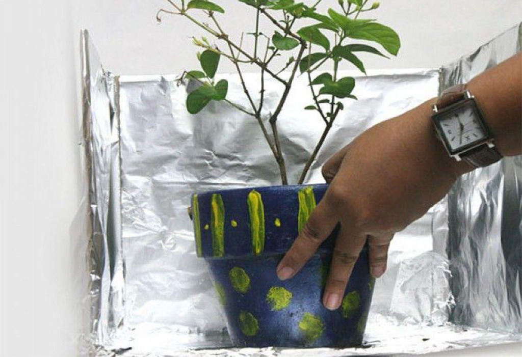 Plant surrounded by aluminum foil 