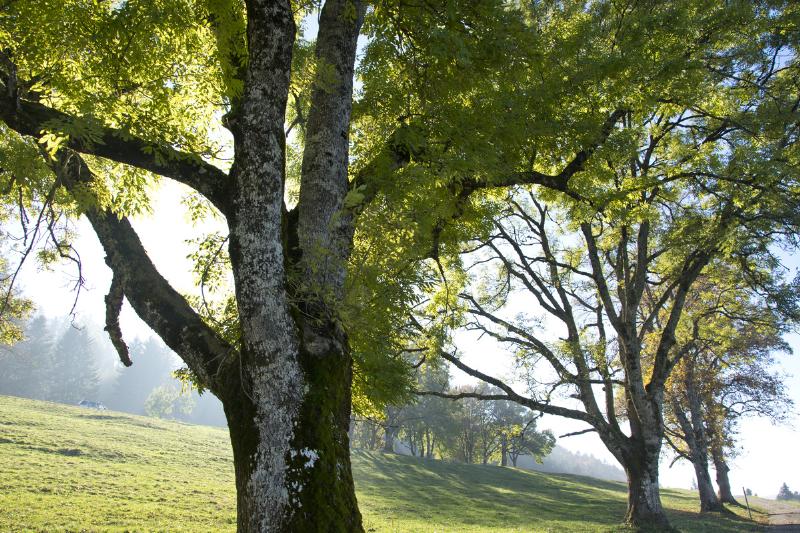 Ash trees are planted on a hill.