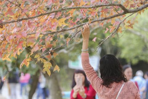 Woman reaches up to touch a sweet gum tree.