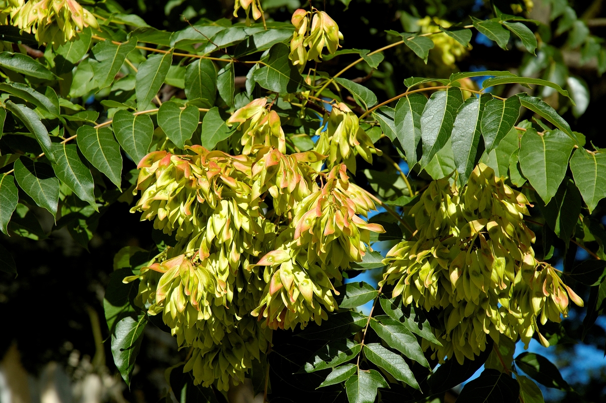 Close-up shows the leaves of the tree of heaven.