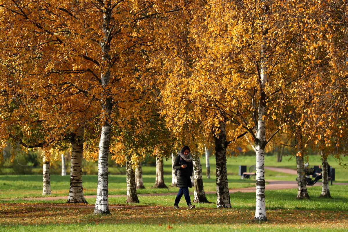 People walk around birch trees in a park in St Petersburg.