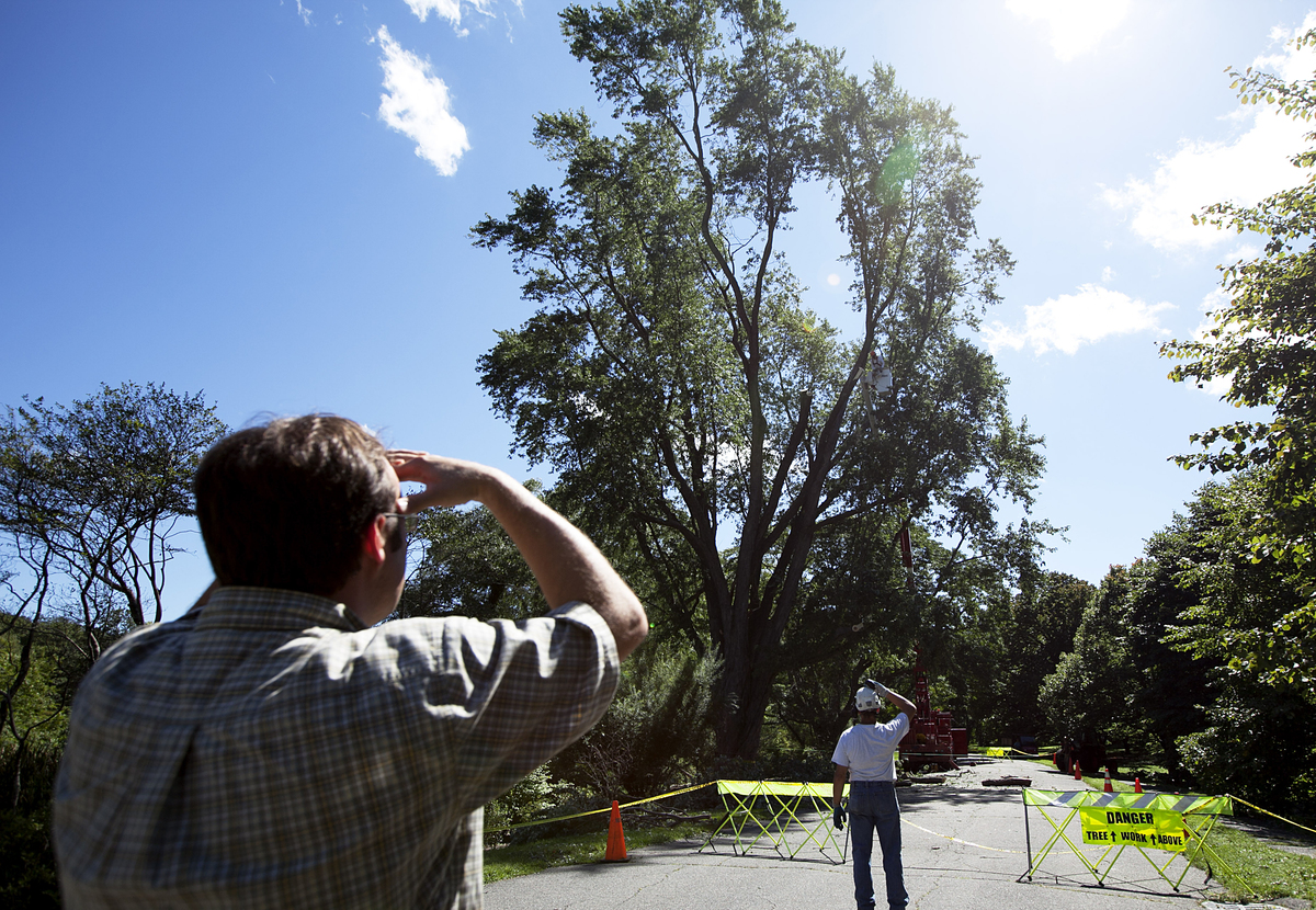 Men watch as a silver maple tree has one of its leaders trimmed after it was damaged in Tropical Storm Irene.