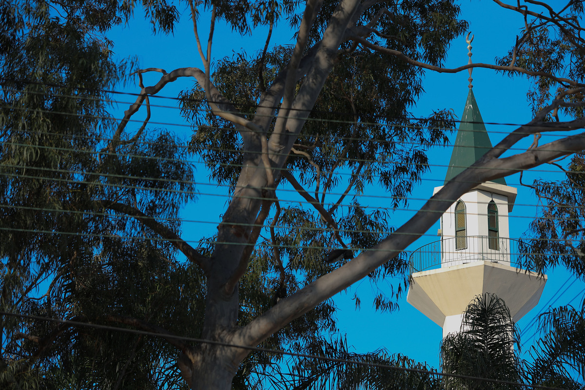 A camera shot looks up a eucalyptus tree.