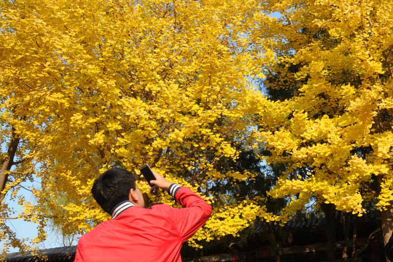 A man takes photos under ginkgo trees during autumn in Beijing, China.