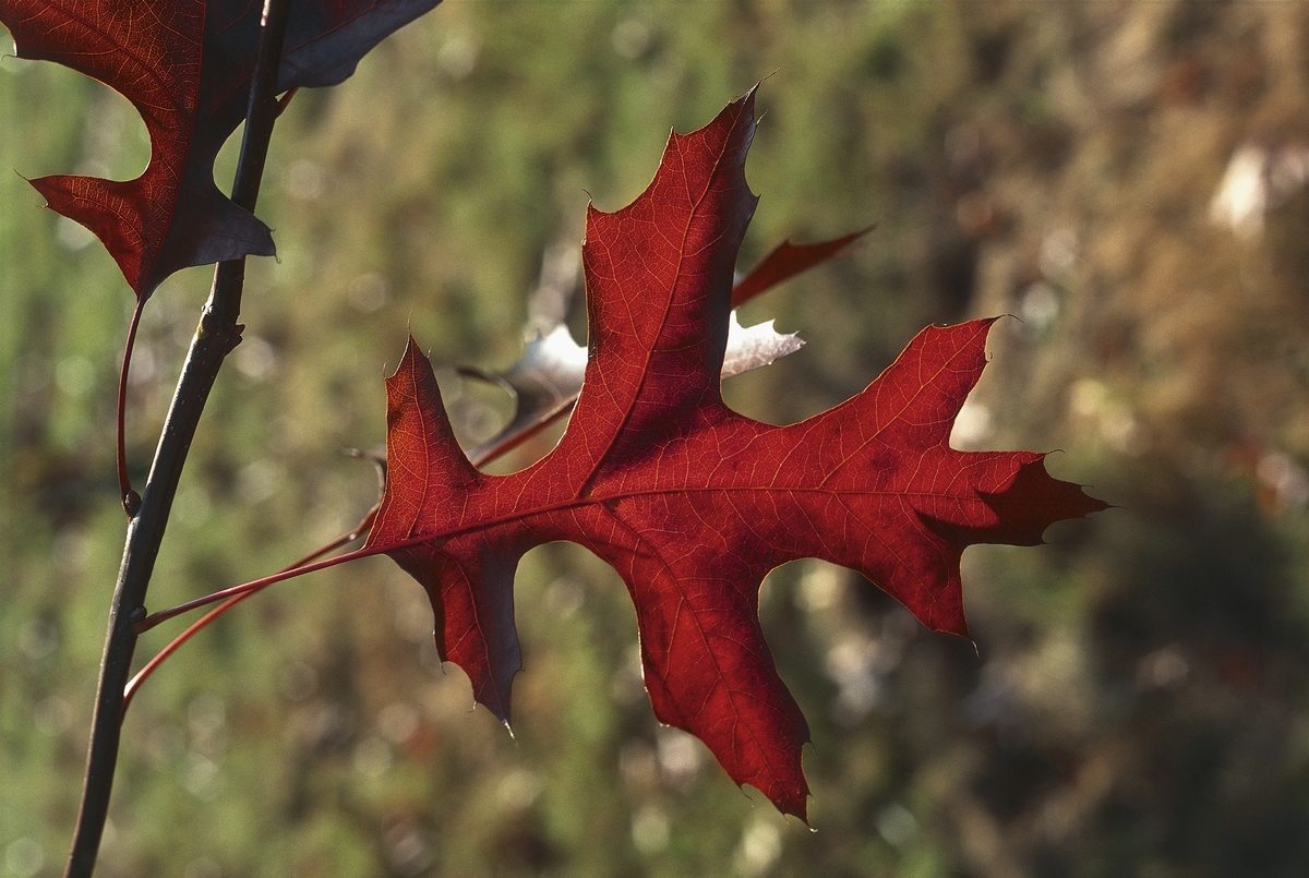 Close-up shows green leaves of a red oak tree.
