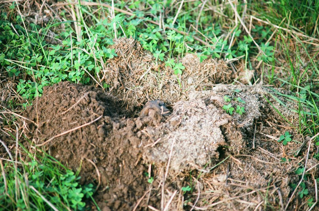a gopher in a hole