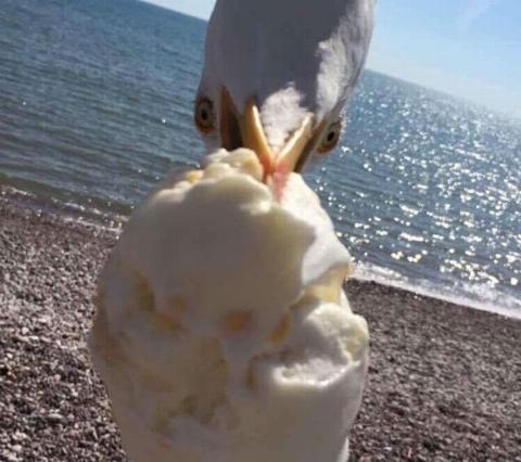 a seagull eating someone's ice cream