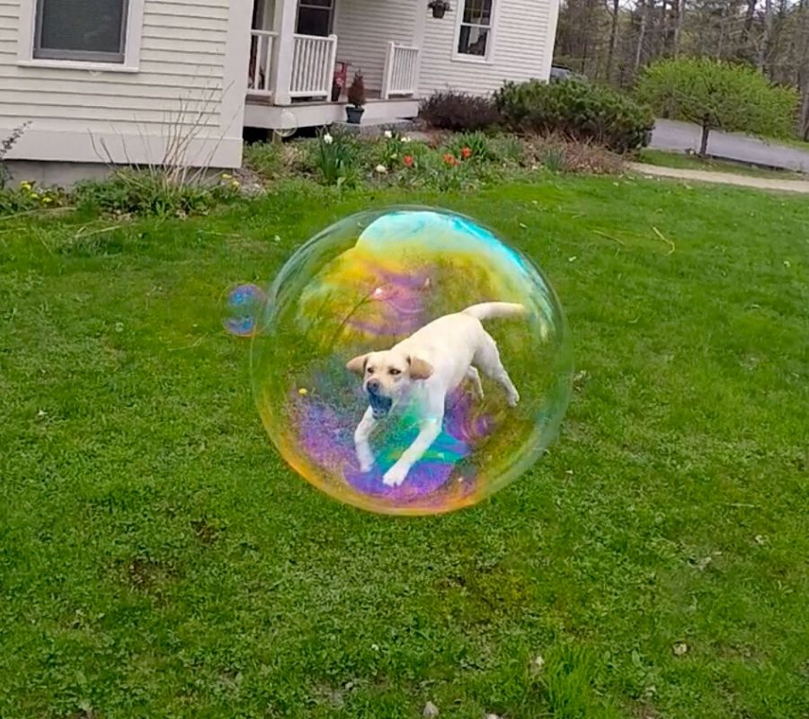 a dog looks like it's trapped in a bubble