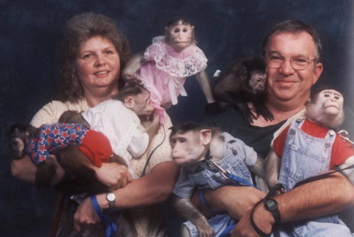 photo has multiple monkeys dressed in human clothes with couple