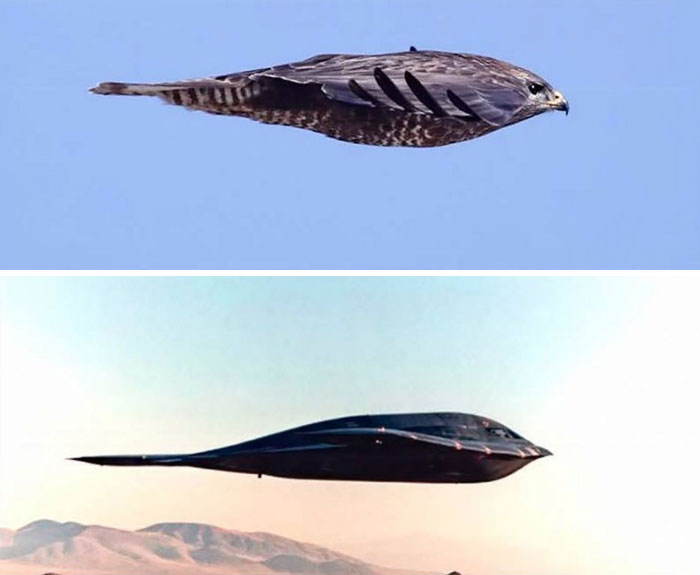 a falcon in a diving position and a stealth bomber plane shaped the same way