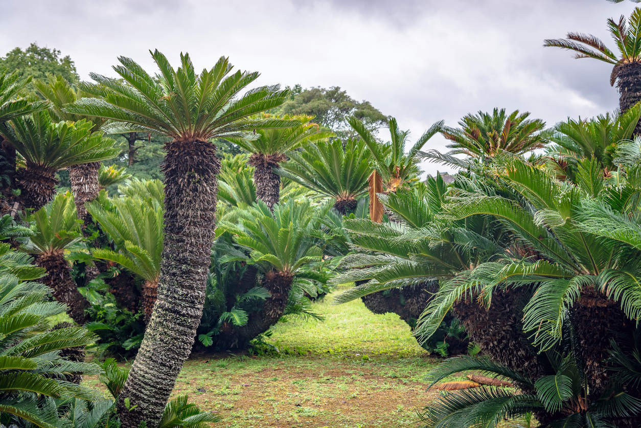 Experts think Cycads have been absent from northwest Europe for around 60 million years