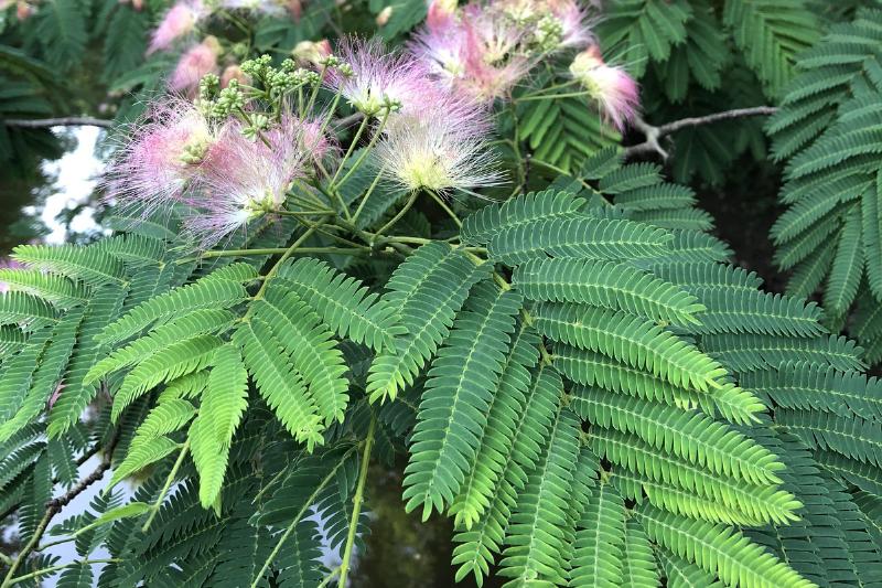 A mimosa tree blooms pink flowers.