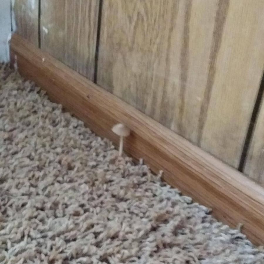mushroom growing through the carpet