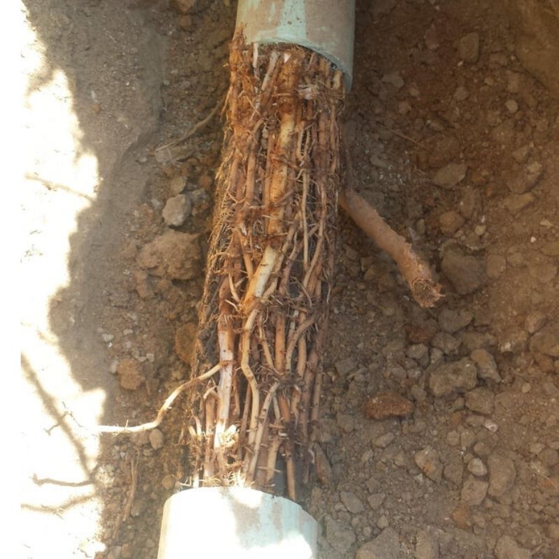 pipe issues with the tree roots