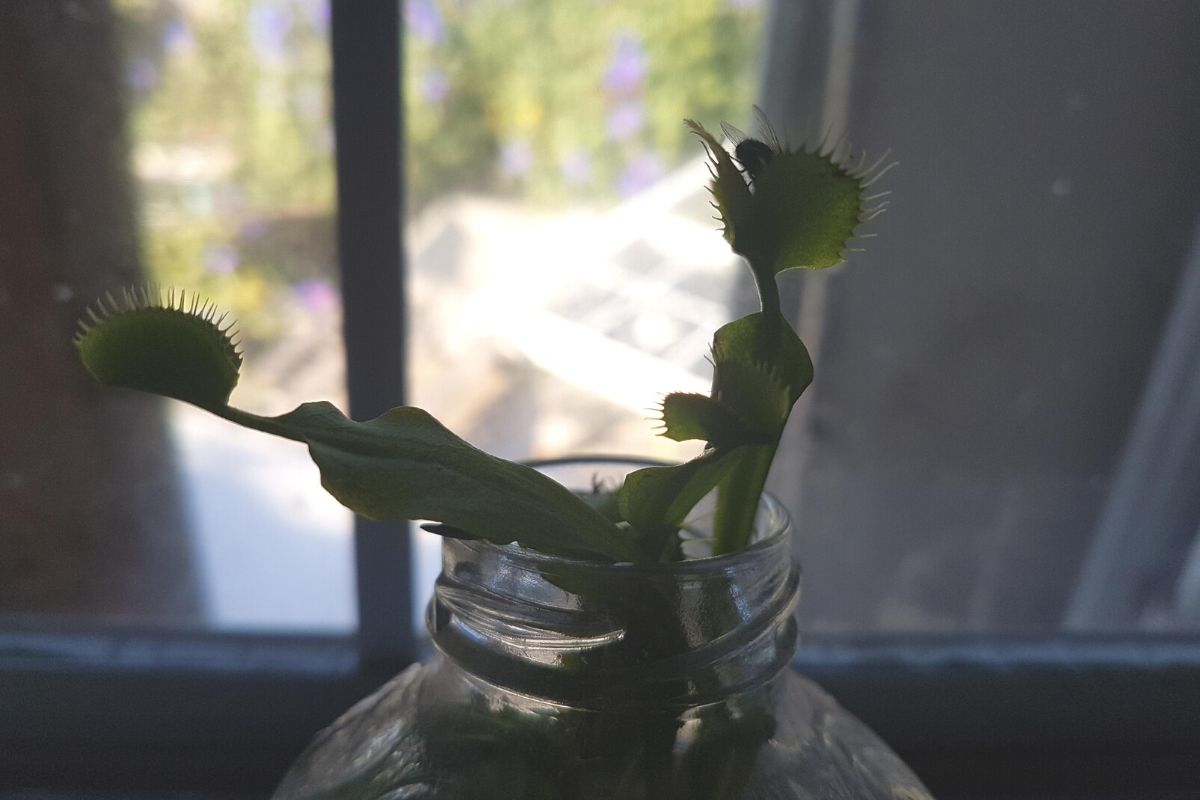 venus fly trap to fix a housefly infestation