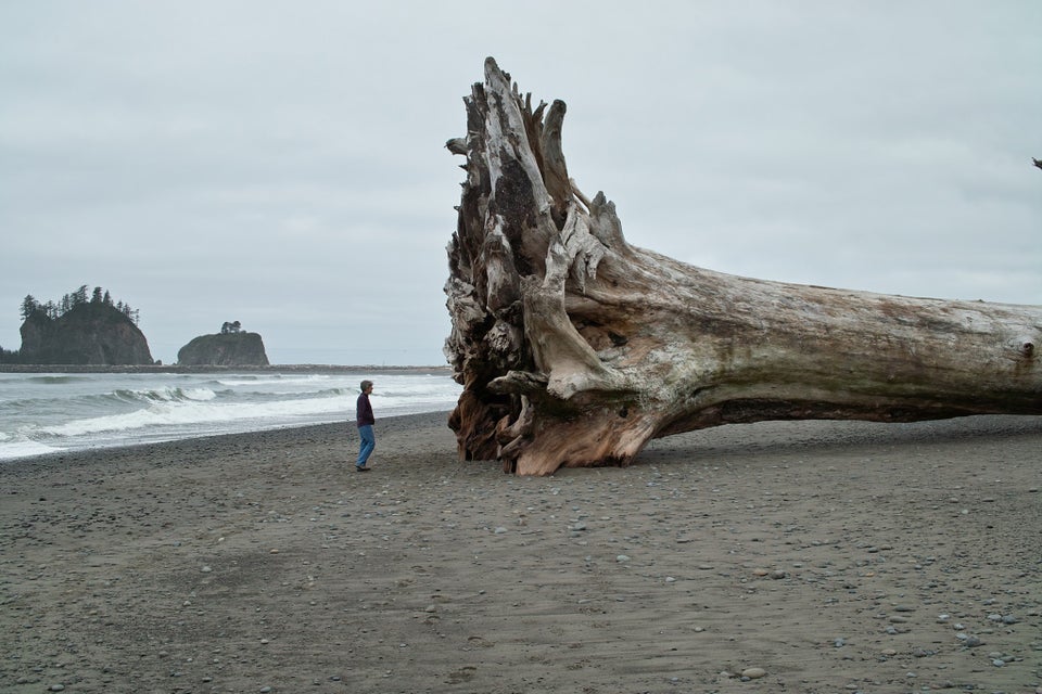man standing between 200-foot driftwood on beach in Washington