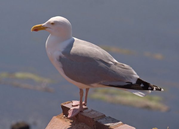 European herring gull Kulac CC BY-SA 3.0