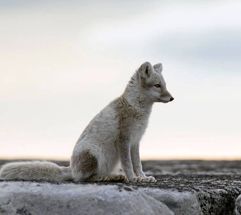 GettyImages-601067736-72676-84821