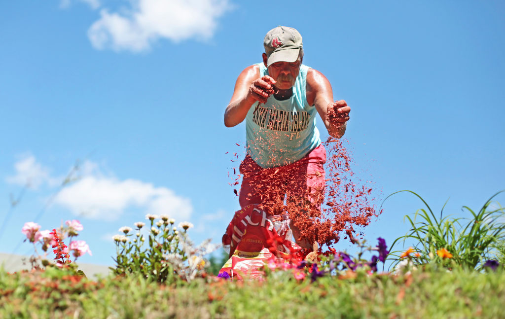 A man sprinkles mulch over a garden.