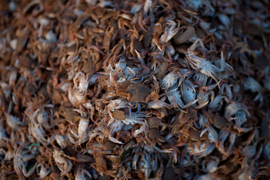 a-big-haul-of-crabs-49129