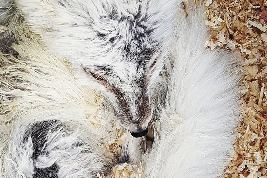 arctic-fox-coming-into-shore-after-rescue-89371