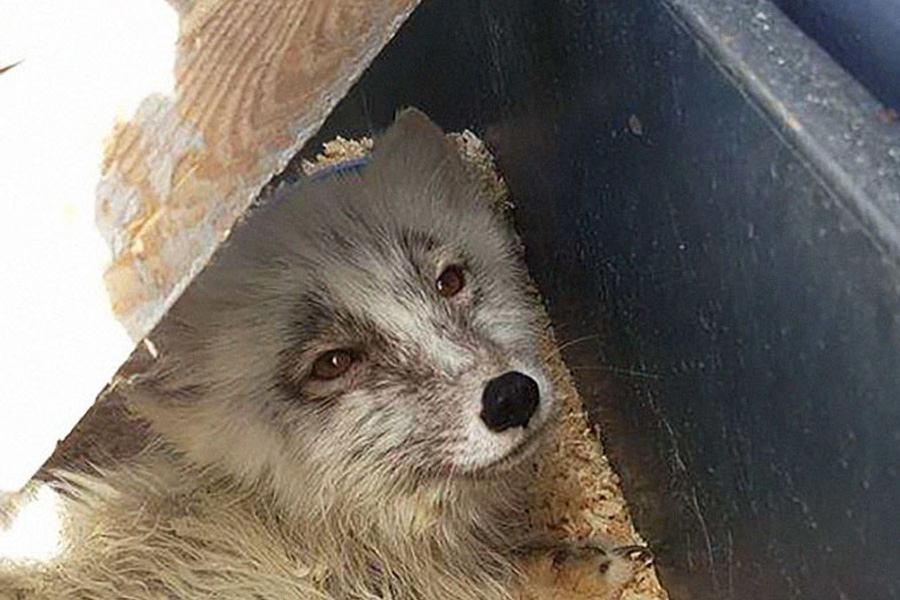 arctic-fox-coming-to-new-home-16197