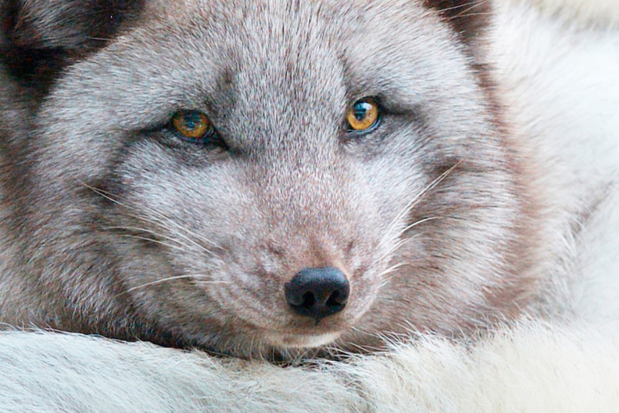 arctic-fox-doesnt-trust-fishermen-57904