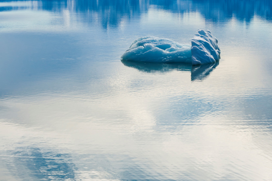 arctic-fox-jumped-back-inthe-water-36708