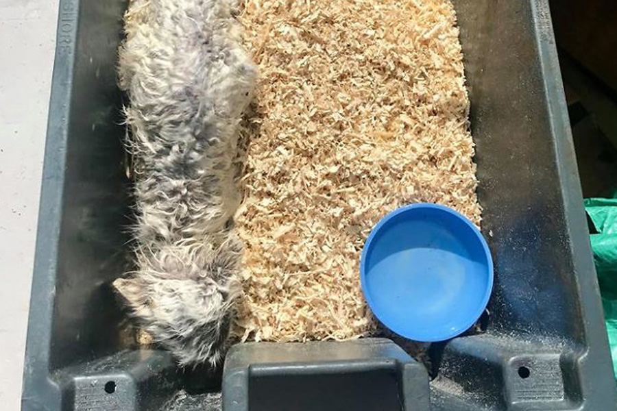 arctic-fox-sleeping-in-sawdust-79066