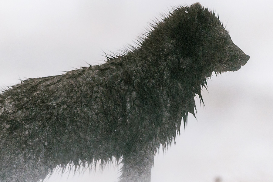arctic-fox-soaking-wet-after-rescue-88205