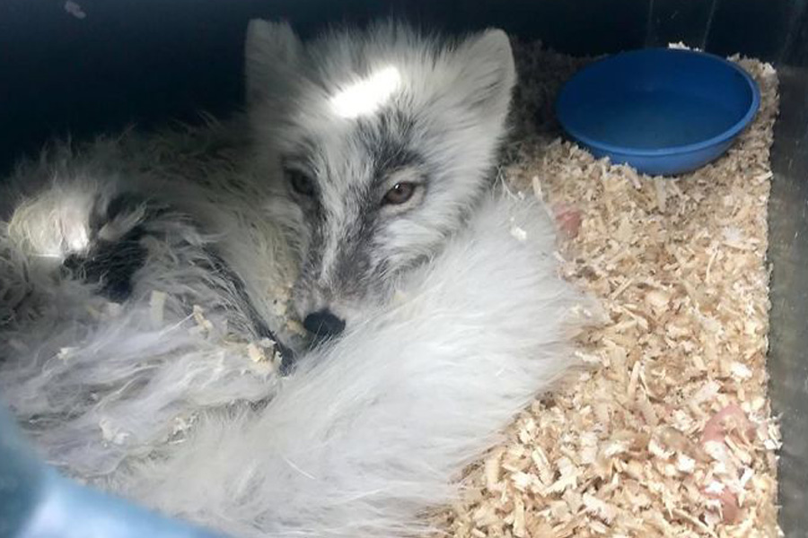 arctic-fox-woken-by-noise-86618