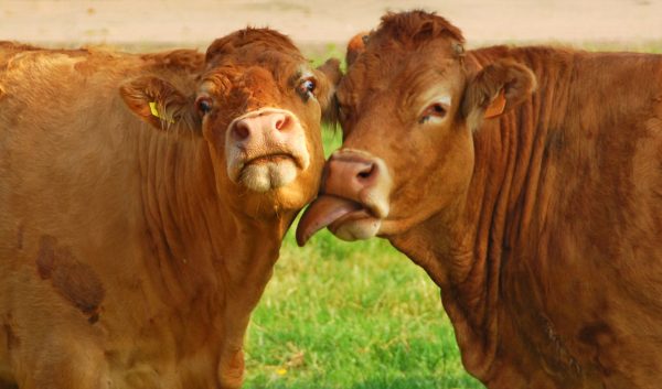 “Cows are gregarious, social animals. In one sense it isn’t surprising they assert their individual identity throughout their life.”