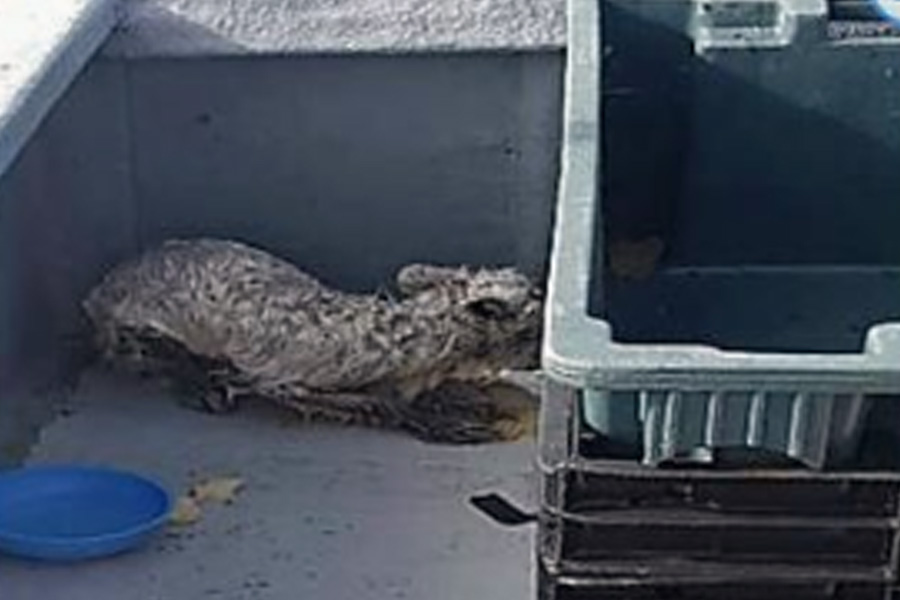 rescued-arctic-fox-hiding-10877