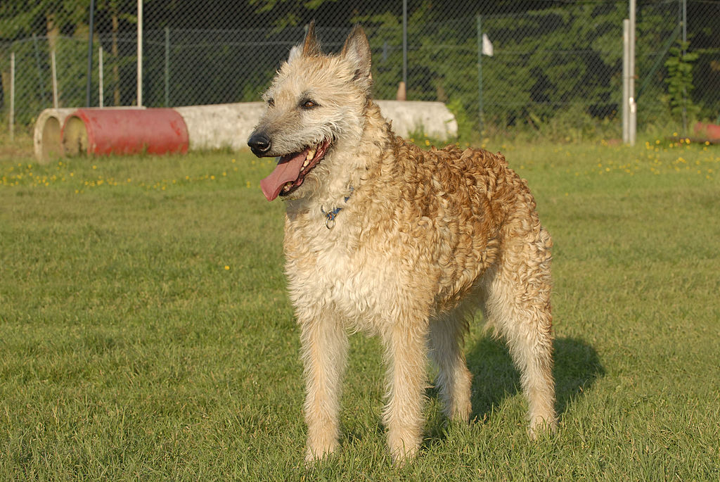 A Belgian Laekenois stands on all fours in a grass field.