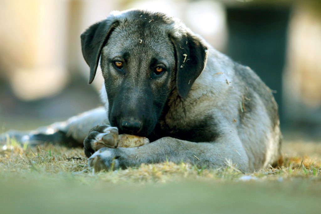 A puppy Anatolian Shepherd Dog stares at the camera while eating a bone.