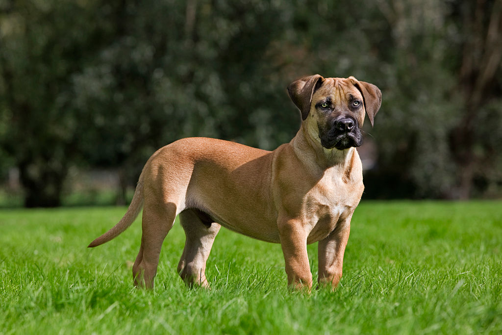 A Boerboel stands in a grass field.